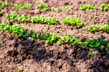 The first green sprouts of radishes on a spring day bed. Planting and growing garden greens and vegetables