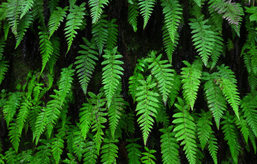 Fototapeta na wymiar Eine Felswand ist in einem Regenwald bewachsen mit kräftig grünen Farnblätter.