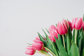 Beautiful bunch of fresh tulips in full bloom against white background. Negative space for text. Spring flowers.
