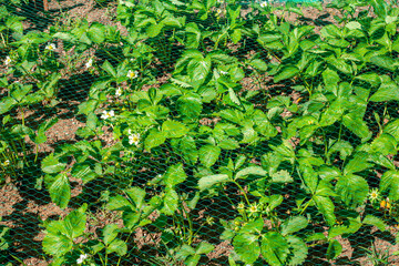 Bed of strawberries with flowers and green berries covered with netting to protect against birds pests of the crop