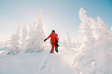 Woman with snowboard on  sunny snowy slope with beautiful spruce forest covered with snow view....