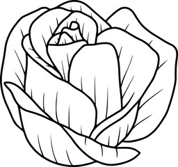 Rose flower sketch line art illustration
