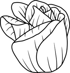 Rose flower sketch line art illustration
