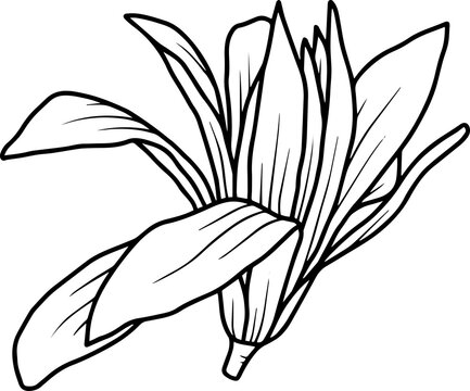 Hand drawing and sketch chrysolite flower line art
