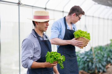 Two Asian caucasian male famer holding fresh vegetable in hand with customer in organic greenhouse farm. Small business owner.