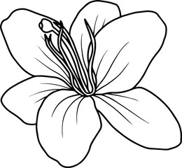 Hand drawn flower sketch line art 
