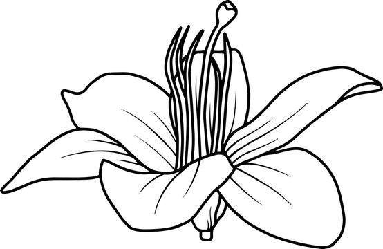 Hand drawn flower sketch line art 

