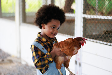 young american african black boy farmer holds a hen in the chicken coop at the garden