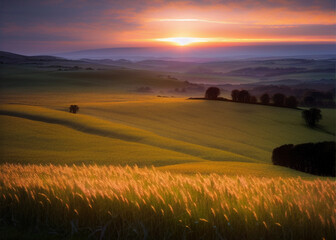 Obraz premium the sun is setting over a wheat field, characteristics of golden curve