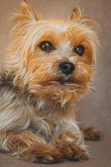 Naklejka premium Yorkshire Terrier