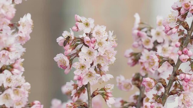 Cherry branch with flowers in spring bloom. A beautiful Japanese tree branch with cherry blossoms in wind. A buzzing bee is enjoying the lovely pink scenery. 4k slow motion footage b roll shot.