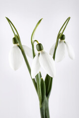 Snowdrop flowers on white background