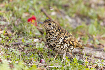 坂に立つトラツグミ