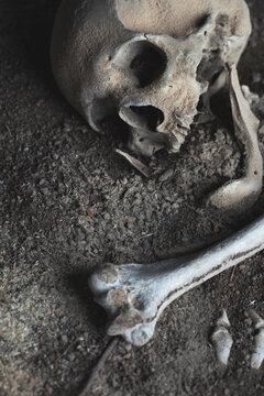 skull and human bones buried