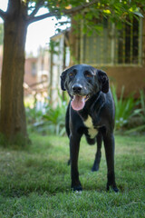 cute black dog with his tongue out looking at the camera