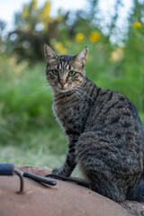 beautiful cat in a green garden looking tenderly at the camera