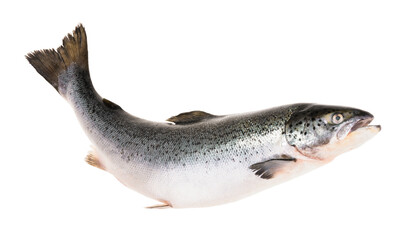 Salmon fish isolated on white without shadow with clipping path - obrazy, fototapety, plakaty