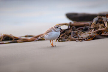 Piping Plover (Charadrius melodus) on the beach at Galveston Island State Park in Texas. Piping Plovers are an endangered species with their numbers declining all over North America.