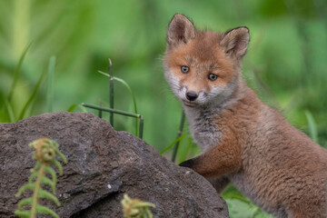 キタキツネの子供