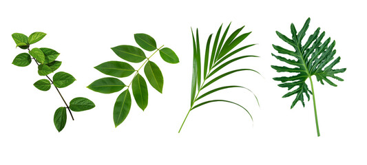 Plant leaves Green nature Tropical forest isolated on transparent background - png	
