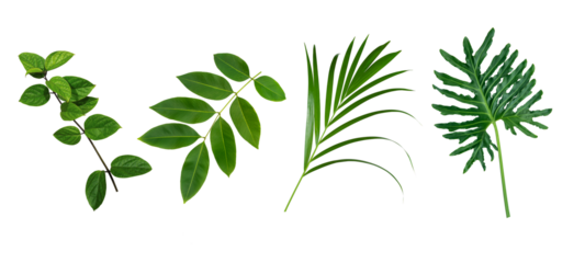 Plant leaves Green nature Tropical forest isolated on transparent background - png	
