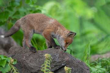 キタキツネの子供