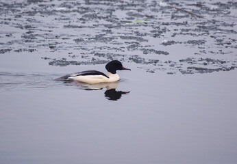duck on the lake