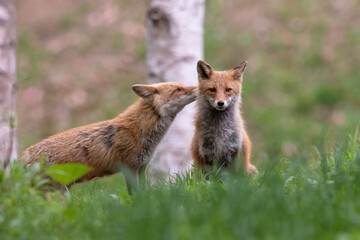 キタキツネの夫婦