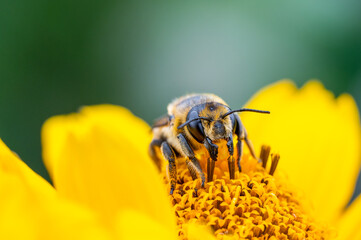 Bee on yellow flower