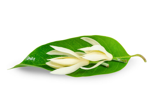 The Champee Thai Flowers with green leaf isolated on white backgrounds