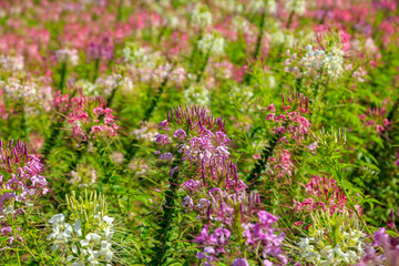 Obraz premium Winter flowers pink spider flower or Cleome hassleriana in .Flower garden