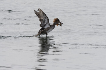 Merganser with fresh catch in mouth