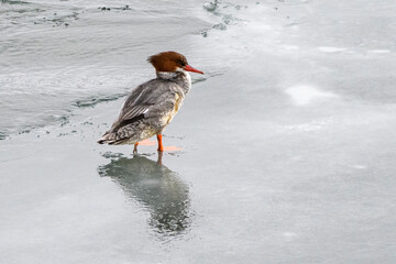 merganser  standing on ice