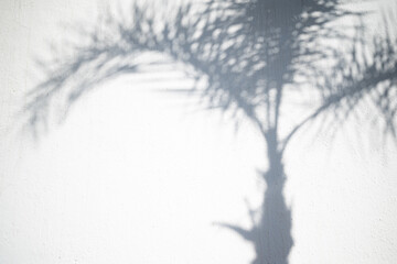 Tropical background of date palm leaves shadow on white wall