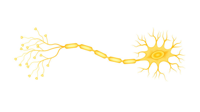 Yellow neural net structure cell anatomy model isolated on a white background. Medicine and science concept. 3D Vector.