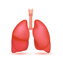 Lung human anatomy model isolated on white background. Main organ of the human body. Respiratory system healthy lungs. Medicine and science concept. Icon 3D Vector.