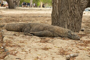 Full body shot of a Komodo dragon on Komodo Island lying on the beach in Komodo National Park on...