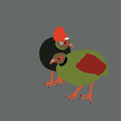 Tauraco leucotis bird-Vector Art Work 