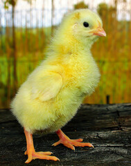 a close-up of a chicken with yellow fluff