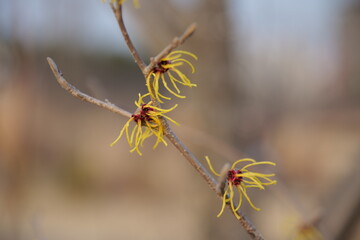 네이처, 나무, 봄, flower, 가지, 식물, 나뭇잎, 블로섬, 겨울, 나뭇잎, 가을, 나무, 뜰, 계절, 나무, 여름, 꽃봉오리, 덤불, 건조한, 단풍, 근접, 식물, flower, 눈, cold