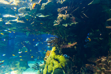 Fototapeta na wymiar Lisbon Aquarium, blue colors and fish