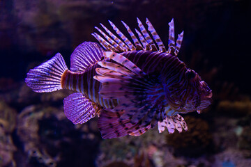 Purple fish in the aquarium water