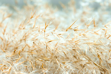 Dry reed in light pastel colors, reed seeds. Beige reed grass, pampas grass.