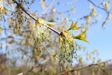 Close up a young birch branch. Young leaves and buds grow on it