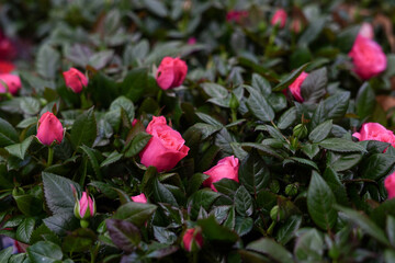 background of pink small roses with dark green leaves, flower shop