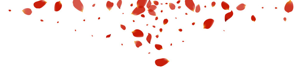 Delicate Sakura Tender Vector White Panoramic