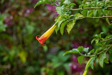 Red yellow color Brugmansia vulcanicola flower