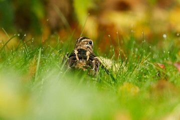 Common snipe (Gallinago gallinago) hiding in the grass in fall.