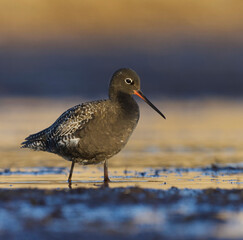 Spotted redshank (Tringa erythropus) feeding in the wetlands in spring.
