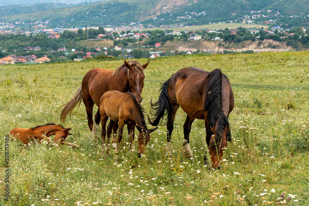 Wall mural horses in the meadow